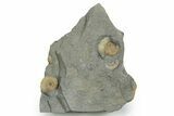 Two Fossil Ammonites (Promicroceras) - Lyme Regis #351282-1